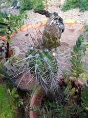 Trichocereus tacaquirensis