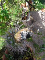 Trichocereus tacaquirensis