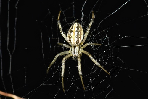 Grass Neoscona Spider