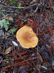 Lactarius tabidus