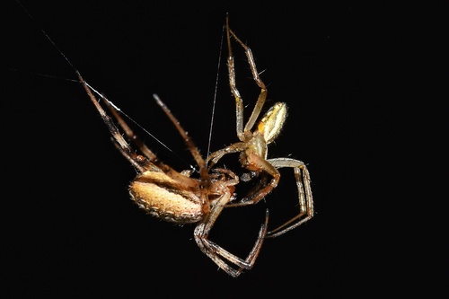 Grass Neoscona Spider