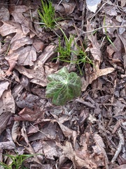 Podophyllum peltatum
