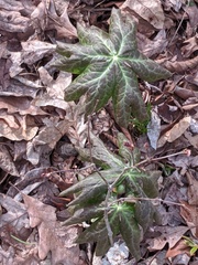 Podophyllum peltatum