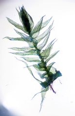 Plagiothecium laetum