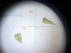 Plagiothecium laetum