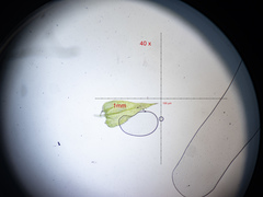 Plagiothecium laetum