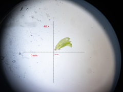 Plagiothecium laetum