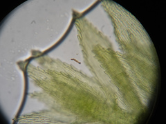 Plagiothecium laetum