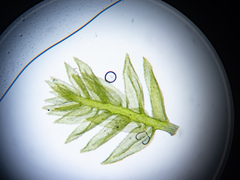 Plagiothecium laetum