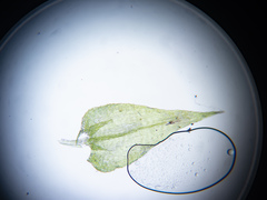 Plagiothecium laetum