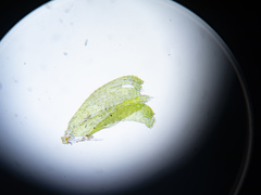 Plagiothecium laetum