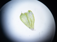 Plagiothecium laetum