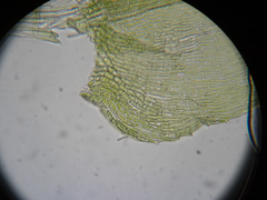 Plagiothecium laetum