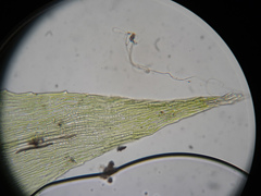 Plagiothecium laetum