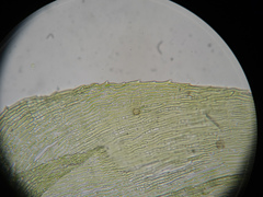 Plagiothecium laetum