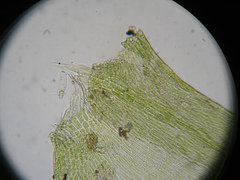 Plagiothecium laetum