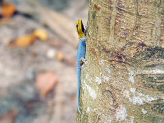 Lygodactylus picturatus