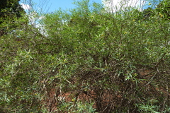 Gnidia madagascariensis