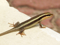 Trachylepis striata