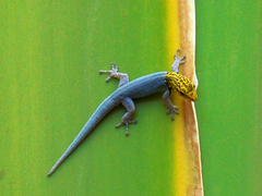 Lygodactylus picturatus