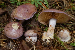 Cortinarius moenne-loccozii