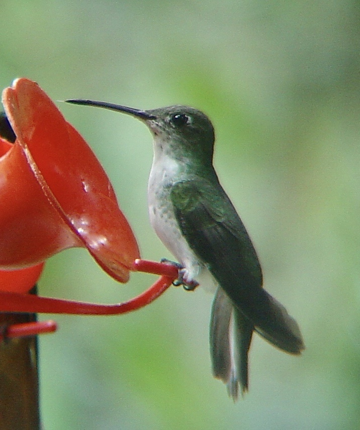 Green-and-white Hummingbird (Elliotomyia viridicauda), photo 10