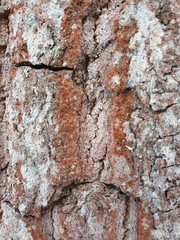 Trentepohlia umbrina