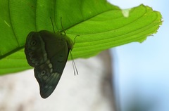 Eulaceura osteria