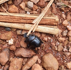 Dendropaemon convexus