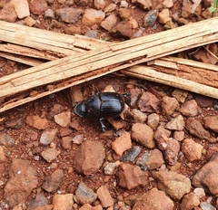 Dendropaemon convexus