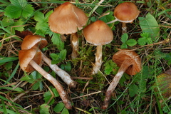 Cortinarius conicus