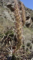 Puya densiflora