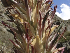 Puya densiflora