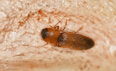 Peripontius terminatus