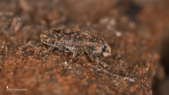 Bangasternus planifrons