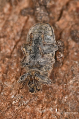 Bangasternus planifrons