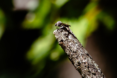 Heteropogon macerinus