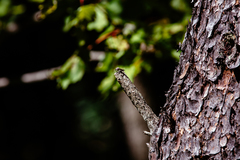 Heteropogon macerinus