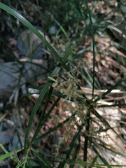 Cyperus hermaphroditus