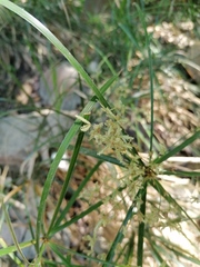Cyperus hermaphroditus