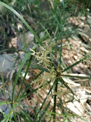 Cyperus hermaphroditus