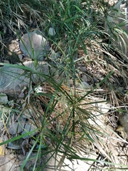 Cyperus hermaphroditus