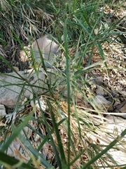 Cyperus hermaphroditus