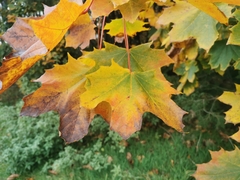 Acer platanoides