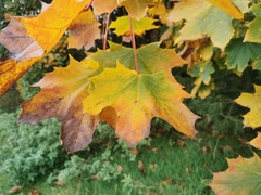 Acer platanoides