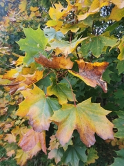 Acer platanoides