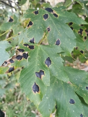 Acer platanoides