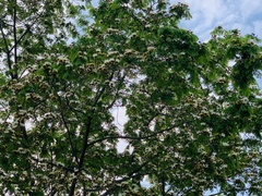 Pseudosamanea guachapele