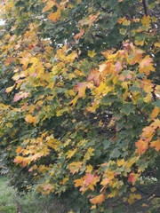 Acer platanoides