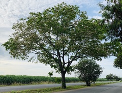 Pseudosamanea guachapele